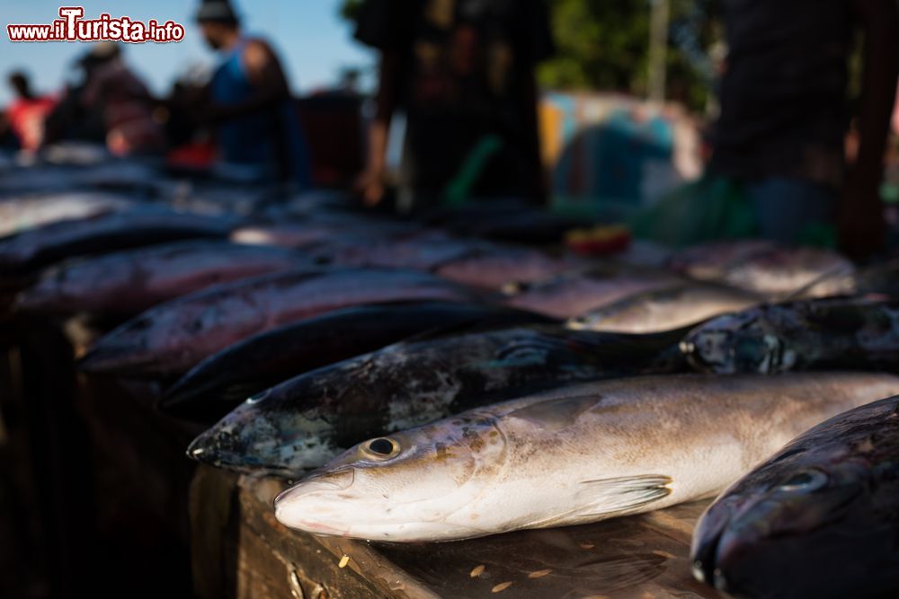 Immagine Pesce in vendita al mercato di Honiara, isole Salomone.