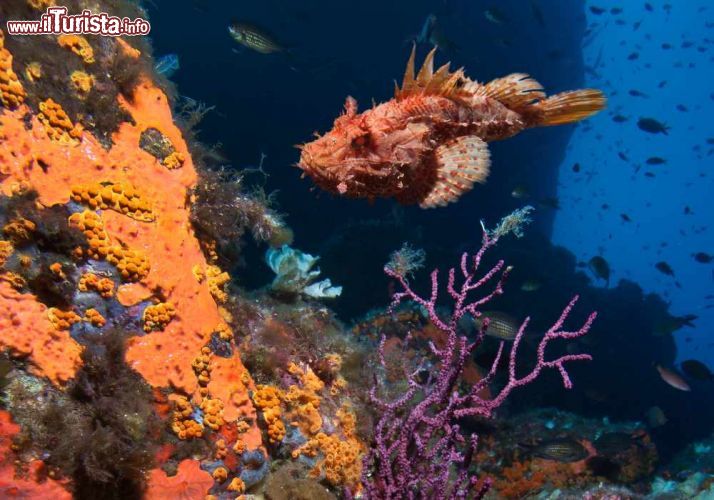 Immagine Un Pesce scorpione nei fondali dell'Isola di Cavallo in Corsica