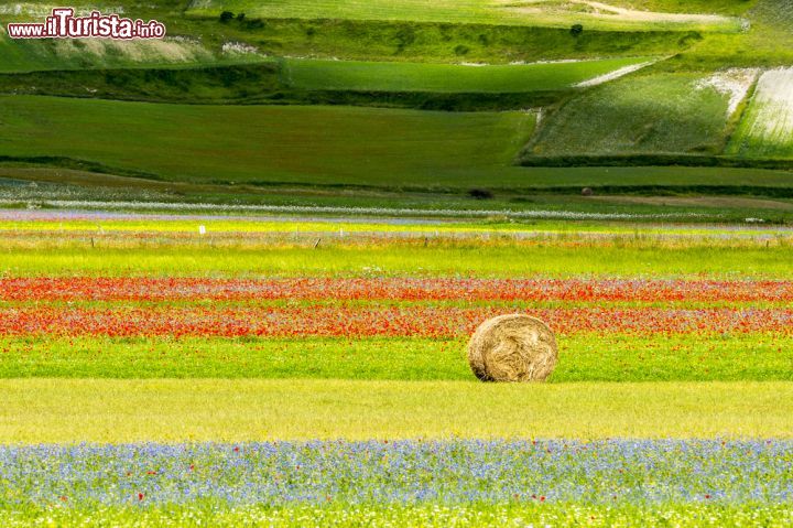 Immagine Campi fioriti a Piano Grande di Castelluccio, Umbria, Italia - © Claudio Giovanni Colombo / Shutterstock.com