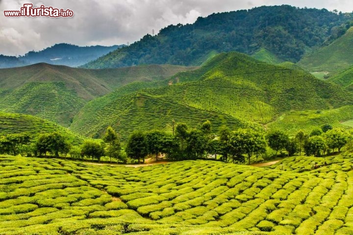 Immagine Sugegstive piantagioni di te in Malesia - © ZM_Photo /  shutterstock.com