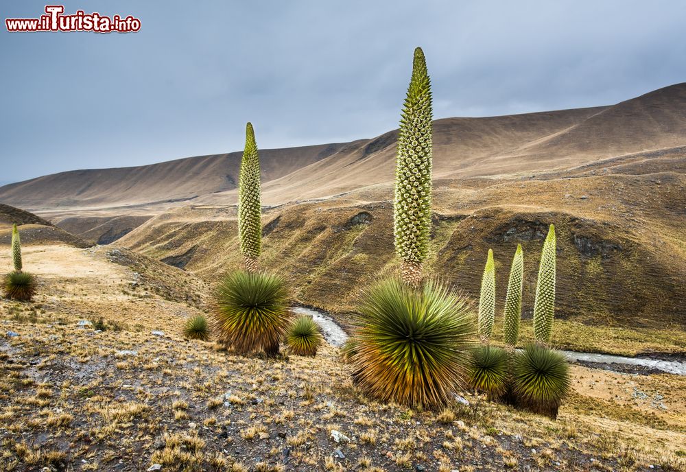 Immagine Piante di Puya raimondii nei pressi di Huaraz, Perù. Si tratta della titanca, nota anche come regina delle Ande: è la più grande pianta della famiglia delle Bromeliaceae.