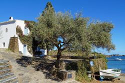 Albero d'olivo in una casa sul mare a Cadaques, Costa Brava, Spagna 197579903 - © Ammit Jack / Shutterstock.com