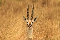 La vegetazione del Parco Nazionale del Serengeti (Tanzania, Africa) è perfetta per nascondere una giovane antilope. L'ambiente è quello tipico della savana subsahariana, con ...