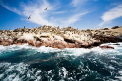 Ballestas: le isole al largo di Paracas si trovano nel Perù del sud - © Edyta Pawlowska / Shutterstock.com