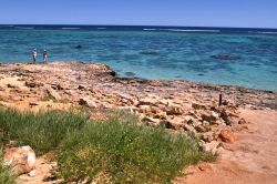 Barriera corallina Ningaloo Reef Exmouth Australia