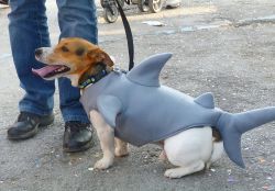 Cane con vestito da pescecane partecipa al Carnevale ...