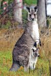 Canguro femmina in Australia con un piccolo nel ...