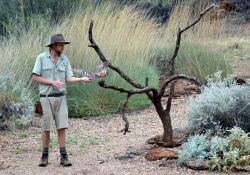 Il Desert Park di Alice Springs - La dimostrazione di un ranger sugli uccelli rapaci del Red Centre australiano