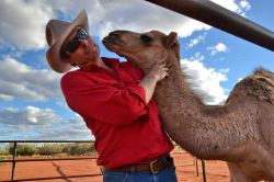Camel Tour Uluru, Australia - un Dromedario ad Ayers Rock  viene preparato dall'addestratore alla partenza dello spettacolare giro al tramonto (Camel to Sunset) nel bush intorno alla ...