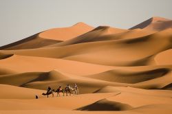 Dromedari in tour sulle dune di Merzouga. Anche ...