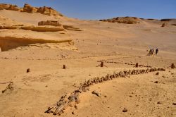 Un esemplare di Durodonte, una balena fossile a Wadi al-Hitan in Egitto - In collaborazione con I Viaggi di Maurizio Levi