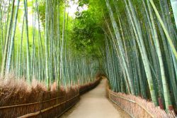Foresta di bambù a Kyoto, Giappone - A pochi chilometri da Kyoto, per esattezza a Sagano, nella regione di Arashiyama, si trova un'incantevole foresta di bambù, un fitto bosco ...