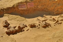 Fossile di Basilosauro: la mascella di una balena fossile a Wadi al-Hitan in Egitto - In collaborazione con I Viaggi di Maurizio Levi