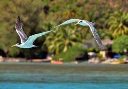 Gabbiani in volo sulla laguna di Moorea in Polinesia