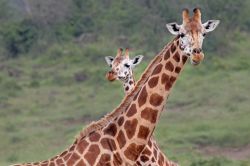 Due giraffe posano sulle praterie intorno al ...