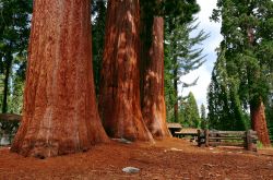 I possenti tronchi delle sequoie si possono ammirare ...