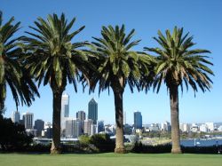 Kings Park, parco pubblico della città di Perth (Australia). Situata nel lato occidentale del distretto fieristico di Perth, quest'area si estende su una superficie di 4,06 chilometri ...