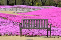 La fioritura nella prefettura di Yamanashi: è ...