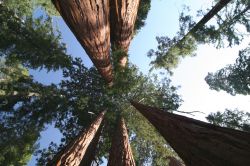 Le grandi sequoie della California si trovano ...