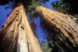 Le grosse cortecce delle sequoie sono spugnose ...