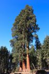 Le sequoie della California possono superaeo ...