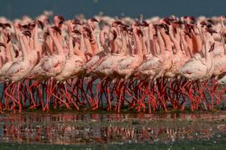 La marcia dei fenicotteri sul Lago Nakuru in Kenya. Si tratta di un bacino dalle acque alcaline, attorno al quale vivono moltissime specie di animali, dagli erbivori ai grandi carnivori. La ...