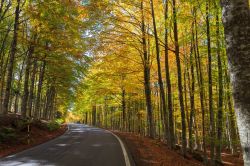 Monte Amiata, strada in autunno, a sud di San Quirico d'Orcia, in Toscana - © michelecaminati / Shutterstock.com