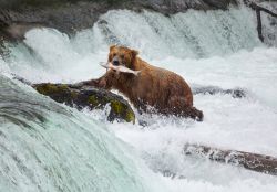 Orso bruno a pesca in un fiume dello Yosemite ...