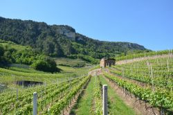 Escursione lungo il percorso panoramico della bassa Val di Cembra intorno a Giovo, in Trentino 