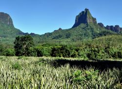 Piantagione di Ananas e picco vulcanico di Roto Nui: siamo nella parte nord di Moorea in Polinesia Francese