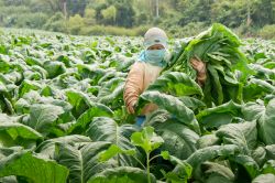 Una donna al lavoro in una piantagione di tabacco a Tha Bo, vicino Nog Khai, nella parte nord-orientale della Thailandia - © Tappasan Phurisamrit / Shutterstock.com 
