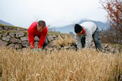 Raccolta del riso Merano Alto Adige - cortesia ...