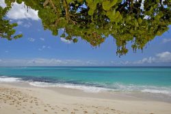 La spiaggia bianca di Rainbow beach a Barbados, circondata dalla vegetazione, è lambita da acque turchesi - © Filip Fuxa / shutterstock.com