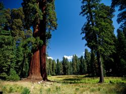 Redwood ovvero le sequoie giganti, dalle cortecce ...