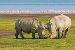 Rinoceronti e fenicotteri danno spettacolo sul Lake Nakuru del Kenya: ci troviamo nell' Africa orientale, lungo la Rift Valley - © javarman / Shutterstock.com