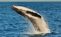Salto megattera whale Watching Exmouth Australia