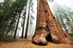 Un albero gigante del Sequoia National Park - Canyon ...