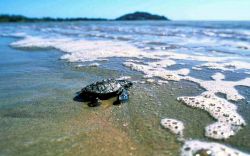 Tartaruga Guyana Francese: il primo tuffo in mare - Copiright Ufficio Turismo Guyane