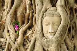 La Testa del Budda di arenaria si trova a Ayutthaya ...