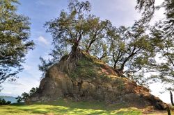 Un Iron tree (albero di ferro) sulla costa nord di Tahiti