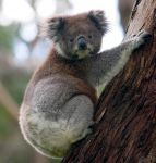 Un Koala su di un albero in Australia -  ...