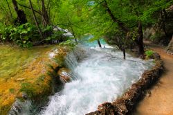 Una delle cascate del Parco Nazionale, Plitvice - Collegati da piccole dighe naturali create dal carbonato di calcio che si è depositato nel tempo sulla fitta vegetazione sommersa, i ...