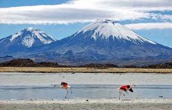 Vulcani delle Ande in Cile e, in primo pian,o due fenicotteri in un salar - Foto di Giulio Badini - I Viaggi di Maurizio Levi