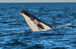 Whale watching Exmouth megattere Australia