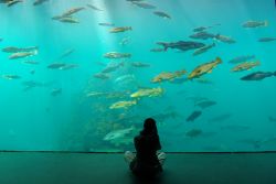 Alesund, Norvegia: l'Aquarium della città, con il suo Atlantic Sea-Park (Atlanterhavsparken), regala ai visitatori uno spaccato di vita sottomarina, riproducendo l'habitat di ...