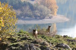 A Civitella Alfedena e sulle rive del Lago di Barrea è facile incontrare il lupo