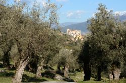 Alberi di ulivo nella campagna di Venafro, provincia di Isernia, Molise. L'ulivo rappresenta uno dei più importanti patrimoni naturali per questa graziosa località fra le più ...