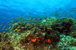 Un banco di pesci sopra la barriera corallina, isla Coiba, Panama.

