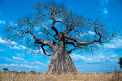 Un esemplare di baobab africano, nome scentifico "Adansonia digitata" in omaggio a Michel Adanson, naturalista e esploratore francese che per primo ne descrisse le caratteristiche. ...