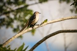 Birdwatchi a Rio San Juan in Dominica